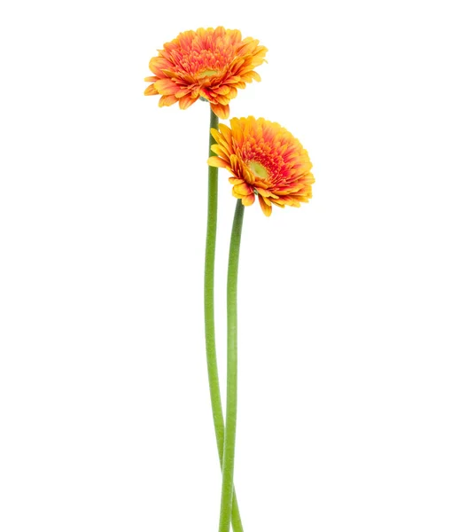 Duas Flores Gerbera Laranja Vertical Com Haste Longa Isolada Fundo — Fotografia de Stock