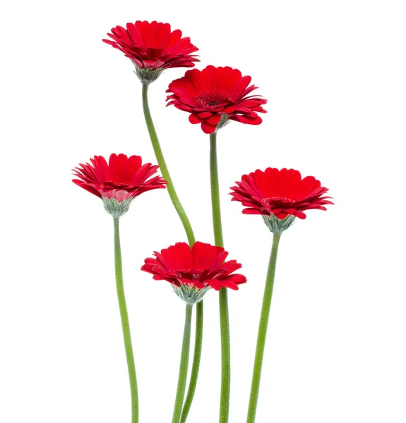 Vertikale Rote Gerbera Blüten Mit Langem Stiel Isoliert Auf Weißem — Stockfoto