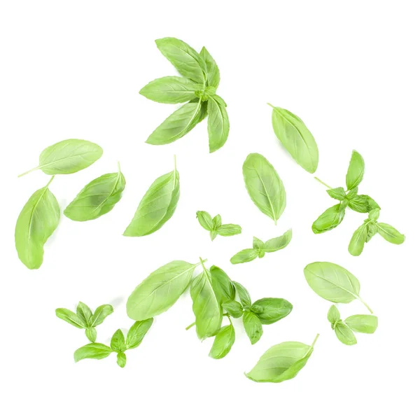 Sweet Genovese Basil Leaves Background Arrangement Isolated White Top View — Stock Photo, Image