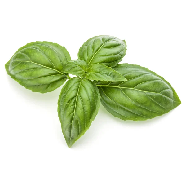 Close Studio Shot Fresh Green Basil Herb Leaves Isolated White — Stock Photo, Image