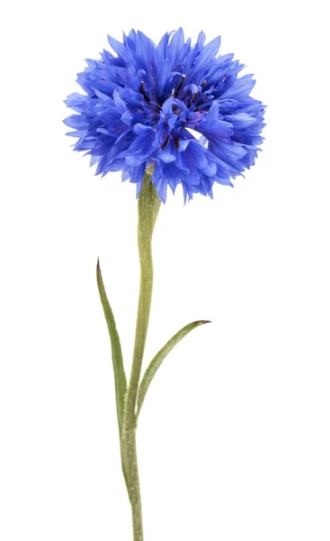 Azul Cornflower Herb Solteiro Botão Flor Cabeça Isolada Fundo Branco — Fotografia de Stock