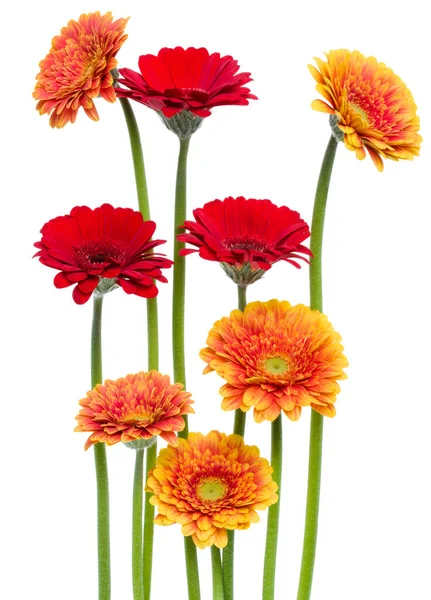 Vertikala Gerbera Blommor Med Lång Stam Isolerad Vit Bakgrund Vårbukett — Stockfoto