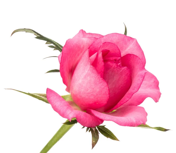 Fiore Rosa Rosa Isolato Sfondo Bianco Ritaglio — Foto Stock