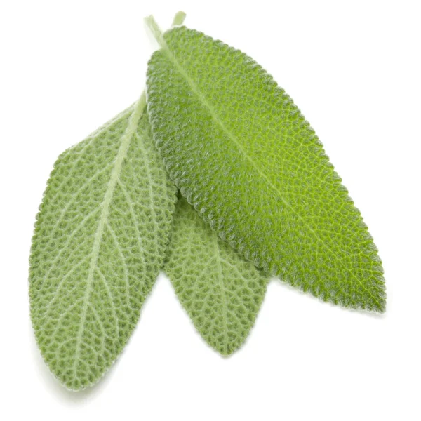 Sage Leaves Isolated White Background Cutout — Stock Photo, Image