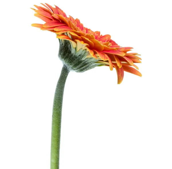 Bunga Gerbera Oranye Vertikal Dengan Batang Panjang Terisolasi Pada Latar — Stok Foto