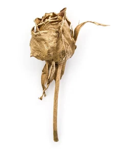 Jedna Róża Złota Białym Tle Białe Tło Wyłącznik Golden Suszone — Zdjęcie stockowe