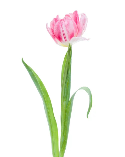 Primavera Fiore Tulipano Rosa Isolato Sfondo Bianco Primo Piano Tulipano — Foto Stock