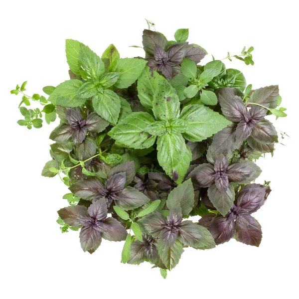 Fresh Spices Herbs Bouquet Isolated White Background Cutout Sweet Basil — Stock Photo, Image