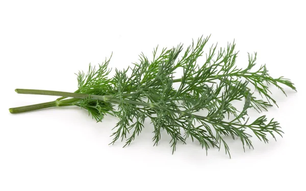 Close Shot Branch Fresh Green Dill Herb Leaves Isolated White Stock Image