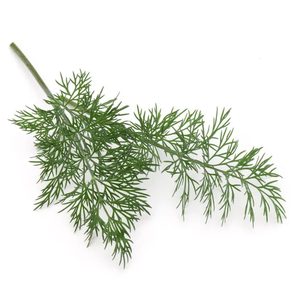 Close Shot Branch Fresh Green Dill Herb Leaves Isolated White Stock Photo
