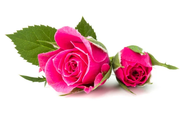 Pink Rose Flower Head Isolated White Background Cutout Stock Picture