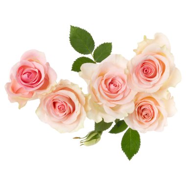 Beyaz arkaplanda izole edilmiş pembe güller. Havada, gölgesiz gül çiçeği buketi. Üst manzara, düz uzanma.