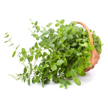 Beyaz arka planda izole edilmiş taze naneli hasır sepeti.