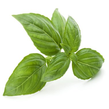 Beyaz arka planda izole edilmiş taze yeşil fesleğen yapraklarından yakın çekim. Tatlı Genovese fesleğeni.