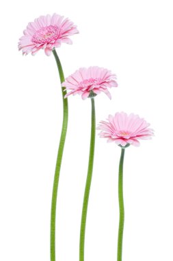 Beyaz arka planda uzun saplı üç dikey pembe Gerbera çiçeği.
