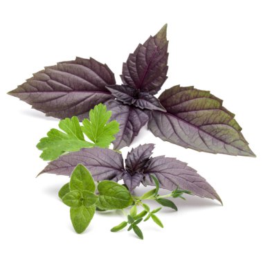 Taze ot beyaz arka plan üzerinde izole çeşitli bırakır. Mor koyu opal fesleğen, kekik, kekik, maydanoz.