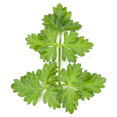 Beyaz arka planda taze maydanoz yaprakları