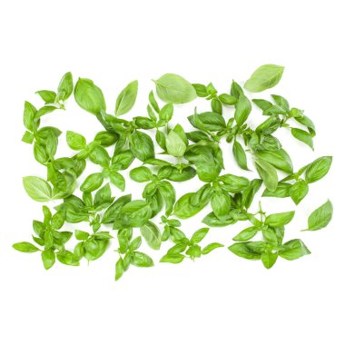 Arka plan aranjman beyaz izole tatlı Cenevizli fesleğen yaprağı. Üstten görünüm.