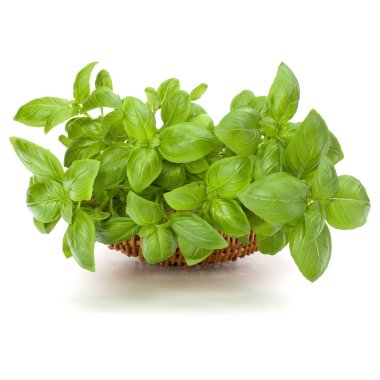 Fesleğen bitki yaprakları grup beyaz arka plan kesme izole hasır sepet içinde