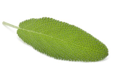 Adaçayı yaprakları üzerinde beyaz arka plan kesme izole.