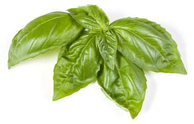 fesleğen bitki üzerinde izole beyaz arka plan bırakır. Cenova fesleğen yaprağı.