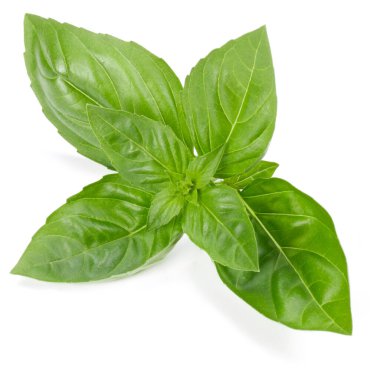 fesleğen bitki üzerinde izole beyaz arka plan bırakır. Cenova fesleğen yaprağı.