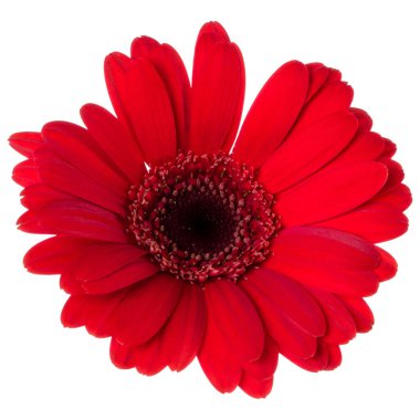 beyaz arka plan closeup izole kırmızı gerbera çiçek kafası. Gerbera havada, gölgesiz. Üst görünüm, düz yatıyordu.