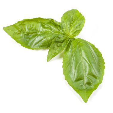 fesleğen bitki üzerinde izole beyaz arka plan bırakır. Cenova fesleğen yaprağı.