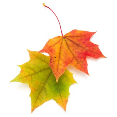 renkli sonbahar akçaağaç yaprağı üzerinde beyaz izole
