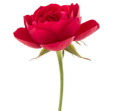 çiçek baş beyaz arka plan kesme izole bir kırmızı gül