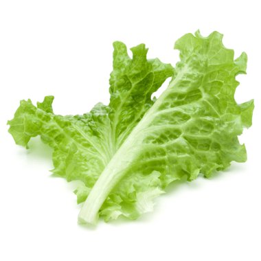 Beyaz arka planda taze yeşil marul salatası yaprakları