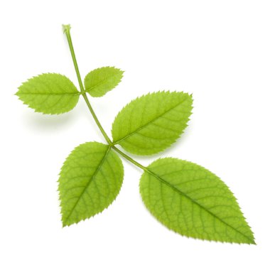 Beyaz arkaplanda yeşil gül yaprağı izole edildi