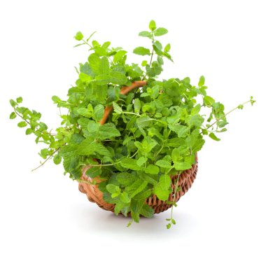 Beyaz arkaplanda taze nane aromalı hasır sepet..