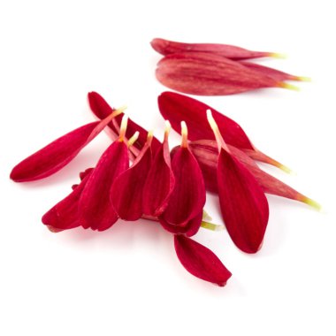 Beyaz arka plan üzerinde izole kırmızı krizantem çiçek yaprakları