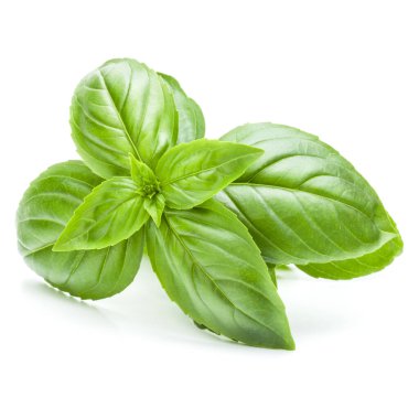 Beyaz arka plan kesme izole taze tatlı Cenevizli fesleğen yaprakları.