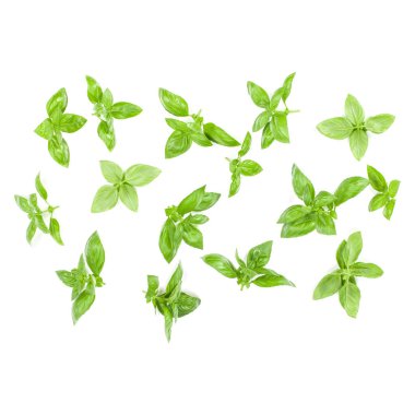 Arka plan aranjman beyaz izole tatlı Cenevizli fesleğen yaprağı. Üstten görünüm.