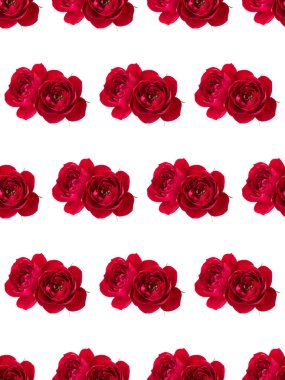 Beyaz arka planda izole edilmiş iki kırmızı gül çiçeği. Çiçeksiz desen.