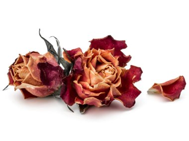 kurutulmuş gül çiçek baş beyaz arka plan kesme izole