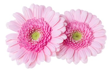 Beyaz arka planda izole edilmiş iki pembe lale çiçeği buketi. Çiçekler gölgesiz havada toplanır. Üst manzara, düz uzanma.