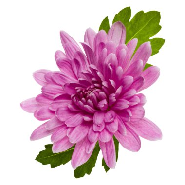 beyaz arka plan closeup izole yeşil yaprakları ile bir krizantem çiçek baş. Bahçe çiçeği, gölge yok, üst görünüm, düz yatıyordu.