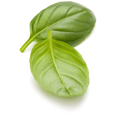 Beyaz arka plan closeup izole fesleğen bitki yaprakları