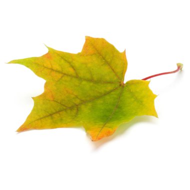renkli sonbahar akçaağaç yaprağı üzerinde beyaz izole