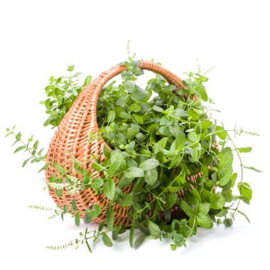 Beyaz arkaplanda taze nane aromalı hasır sepet...