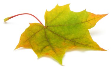 renkli sonbahar akçaağaç yaprağı üzerinde beyaz izole