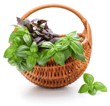 Fesleğen bitki yaprakları grup beyaz arka plan kesme izole hasır sepet içinde