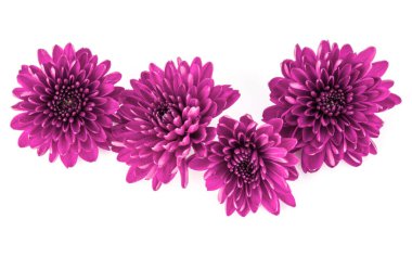 Beyaz arka plan üzerinde izole leylak Kasımpatı çiçeği