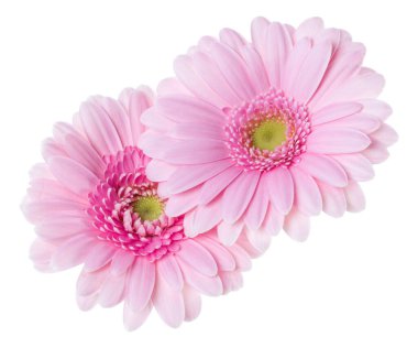 Beyaz arka plan closeup izole iki pembe lale çiçekler buket. Çiçekler havada, gölgesiz sallar. Üst görünüm, düz yatıyordu.