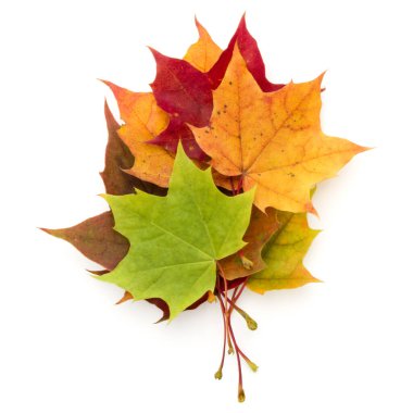 Beyaz arkaplanda izole edilmiş renkli sonbahar akçaağaç yaprağı