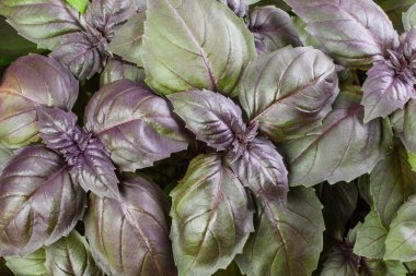 Fesleğen bitki yaprakları arka plan yakın çekim.