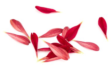 Beyaz arka plan üzerinde izole kırmızı krizantem çiçek yaprakları